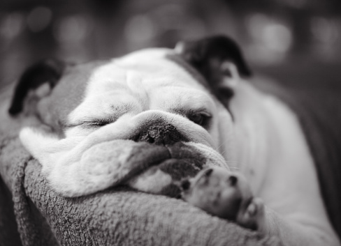 grumpy bored English Bulldog
