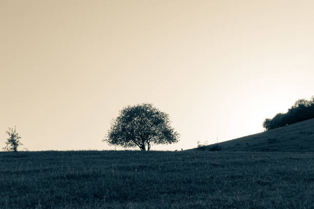 istock Field with a tree on the horizon 1254958934