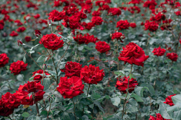 istock Red roses bloom in the garden 1254959602