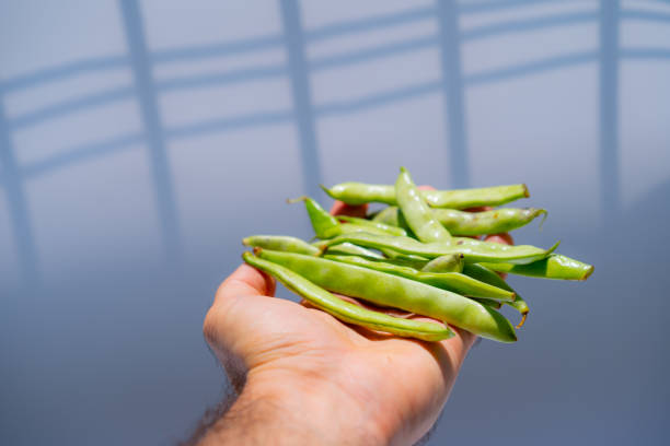istock Beans in hands on a background of nature 1254959633