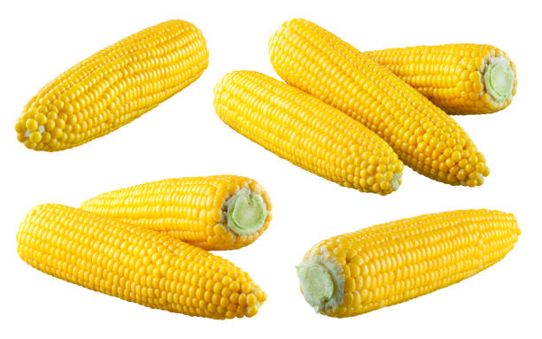 istock Corn isolated. Corns on white. Sweet corn with clipping path. 1254959988