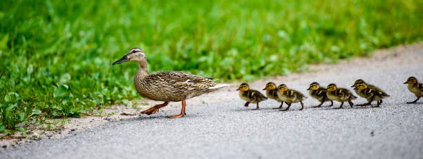 mutter ente mit entenküken überquert die straße. ponarama. - tierfamilie stock-fotos und bilder