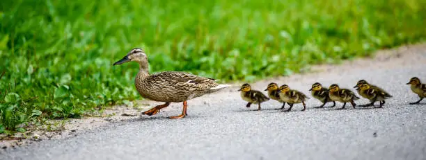 Mother duck with ducklings crosses the road. Ponarama.