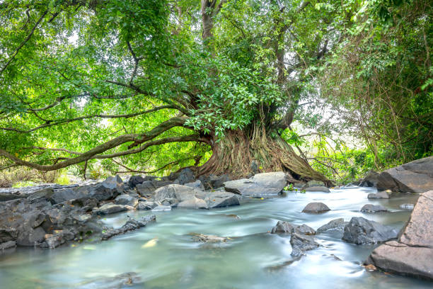 Ancient Ficus bengalensis grows by stream in a tropical forest. Ancient Ficus bengalensis grows by stream in a tropical forest. The tree has the widest crown in the world, its roots grow into a trunk and is several hundred years old banyan tree peepal tree leaf stock pictures, royalty-free photos & images