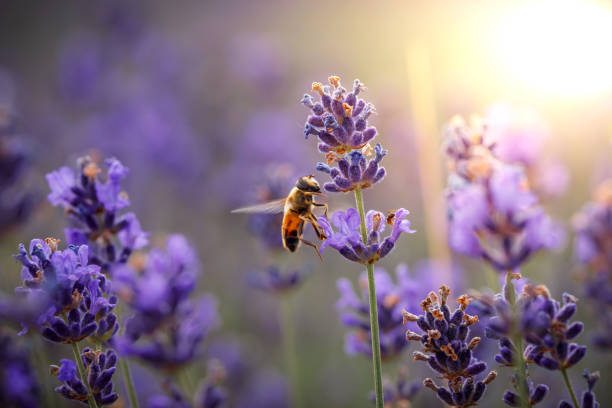 istock Diligent bee harvest the pollen from purple lavender. 1254960938