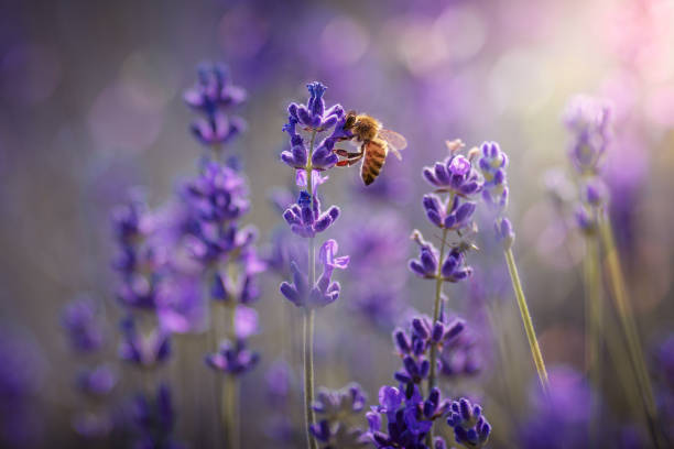 istock Diligent bee harvest the pollen from purple lavender. 1254960944