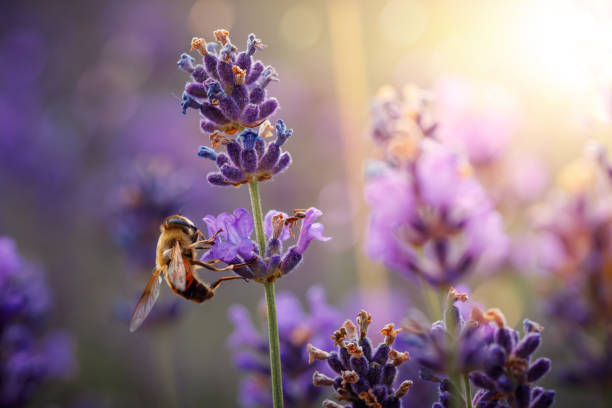 istock Diligent bee harvest the pollen from purple lavender. 1254960953