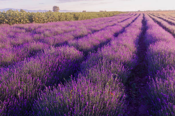 istock Purple lavender flowers field. 1254961065