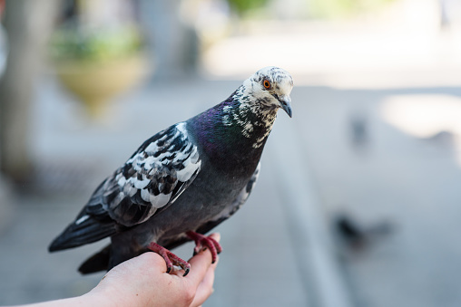 Spotted pigeon close up sitting on a person's hand