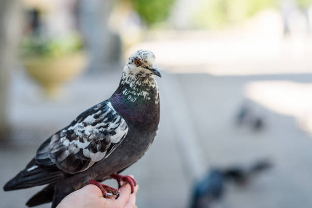 istock Spotted pigeon close up sitting on a person's hand 1254961589