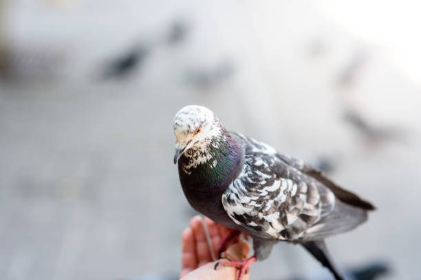 istock Spotted pigeon close up sitting on a person's hand 1254961755