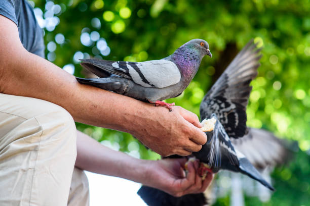 istock Grey pigeons eat from a man's hand 1254961756