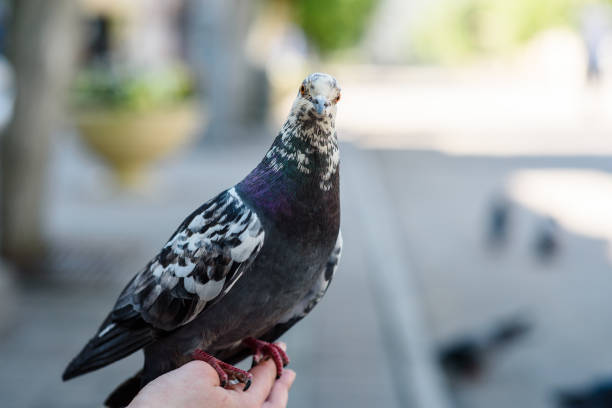 istock Spotted pigeon close up sitting on a person's hand 1254961775