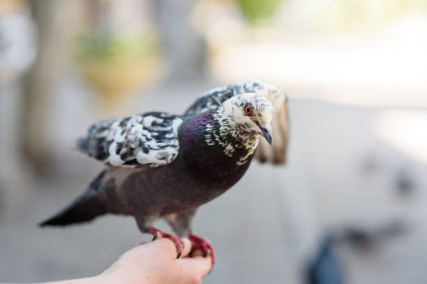 istock Spotted pigeon close up sitting on a person's hand 1254961777