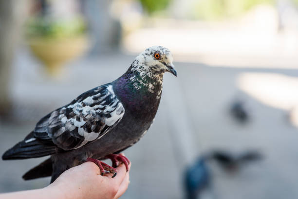 istock Spotted pigeon close up sitting on a person's hand 1254962369
