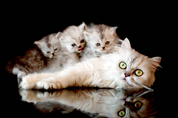 Chinchilla cat and her family