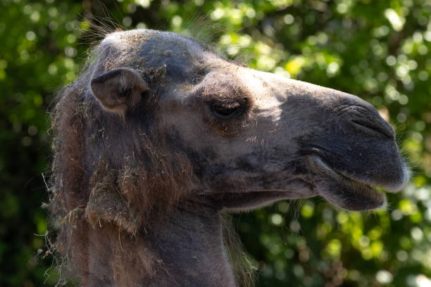 istock Portrait of a camel 1254963244