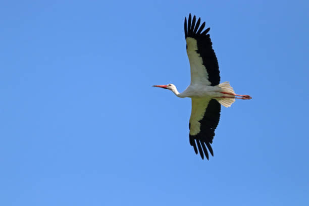 istock Stork flies gracefully over a nature reserve 1254963272
