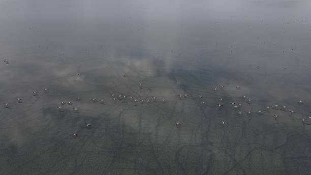 istock Flamingos on the lake 1254963287