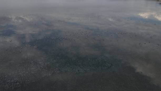 istock Flamingos on the lake 1254963875