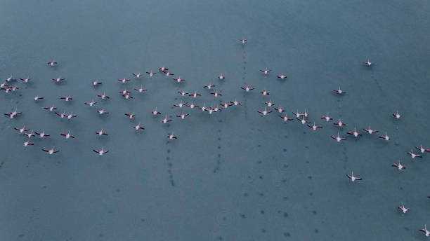 istock Flamingos on the lake 1254964193