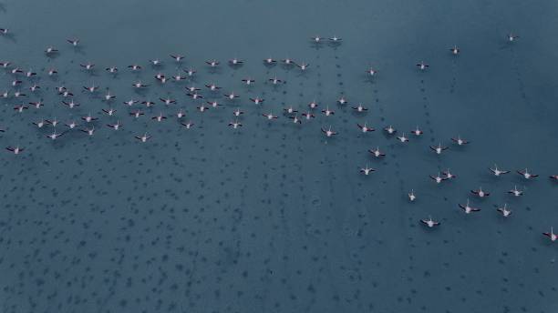 istock Flamingos on the lake 1254964213