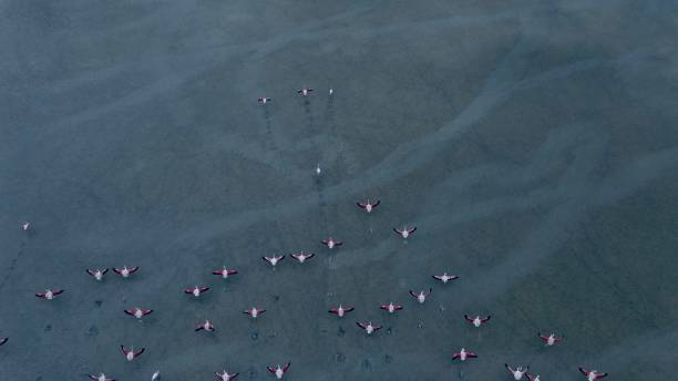 istock Flamingos on the lake 1254964526