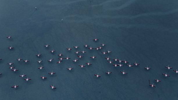 istock Flamingos on the lake 1254964548