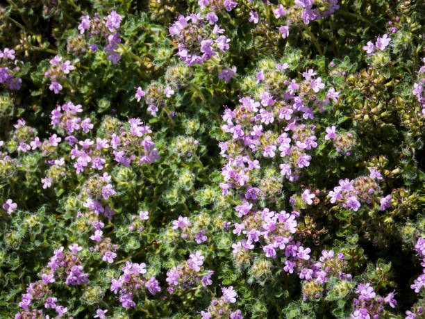 istock Mother of Thyme background macro 1254964661