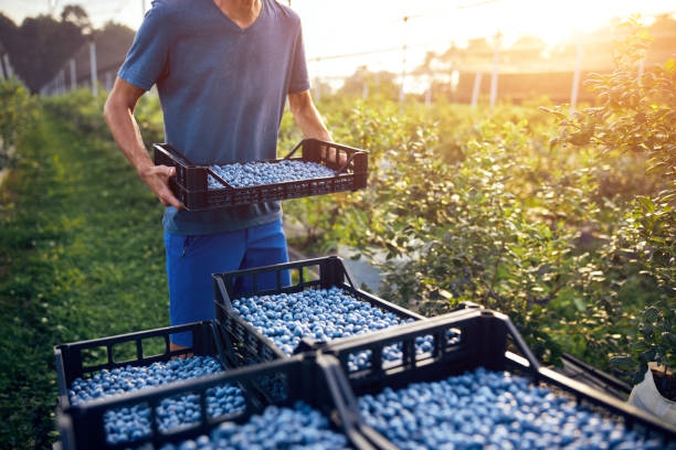 фермер, работающий и собираюй чернику на органической ферме - современная бизнес-концепция. - blueberry fruit berry berry fruit стоковые фото и изображения