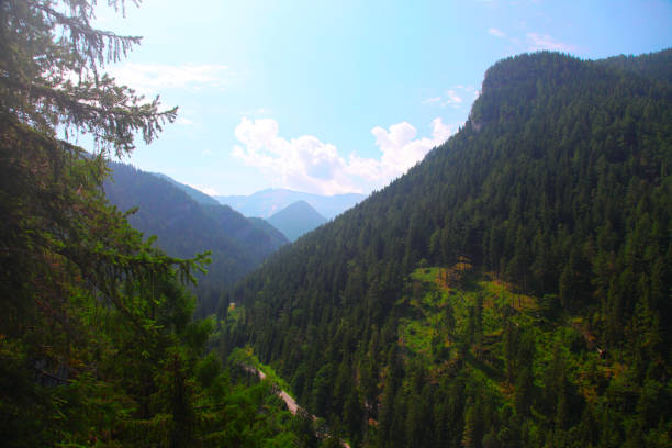 Slovakia Low Tatras mountains forest nature