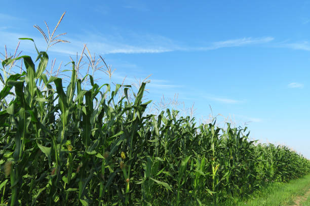 istock Green corn field against blue sky and white clouds 1254966417