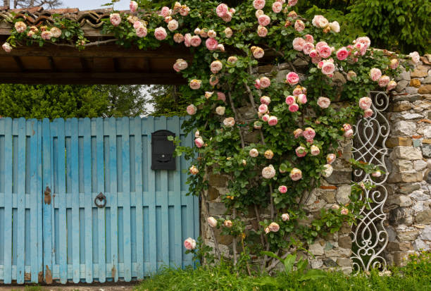 climbing roses decorating a wooden gate - pink rose flower color image imagens e fotografias de stock