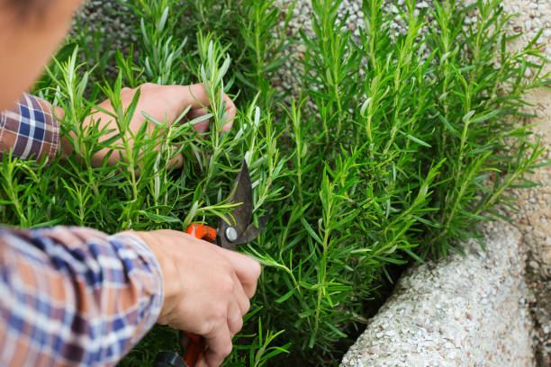 istock Young man cutting rosemary with garden pruner in hands 1254967822