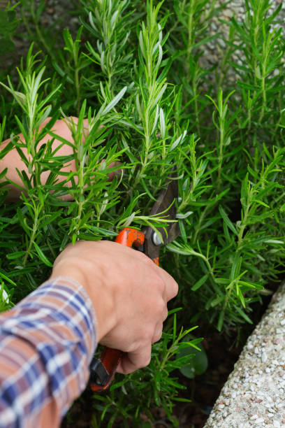 istock Young man cutting rosemary with garden pruner in hands 1254967834