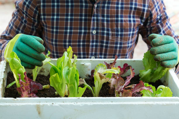 istock Gardening man, activity stimulating mental health 1254967908