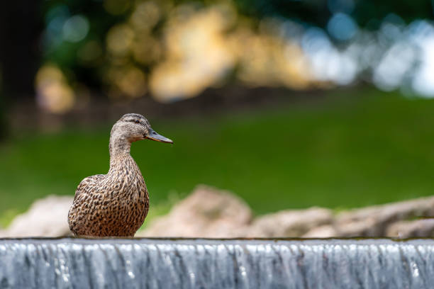 a lone duck on a city park waterfall, blurred background, selective fokus