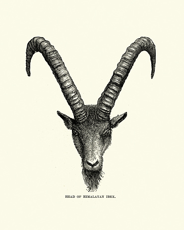 Vintage illustration of Head and horns of a himalayan ibex or Siberian ibex (Capra sibirica)