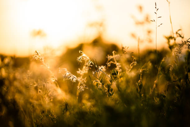 istock Blooming grasses under the rays of the setting sun 1254971739