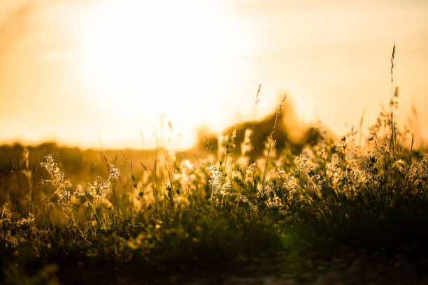 istock Blooming grasses under the rays of the setting sun 1254971742