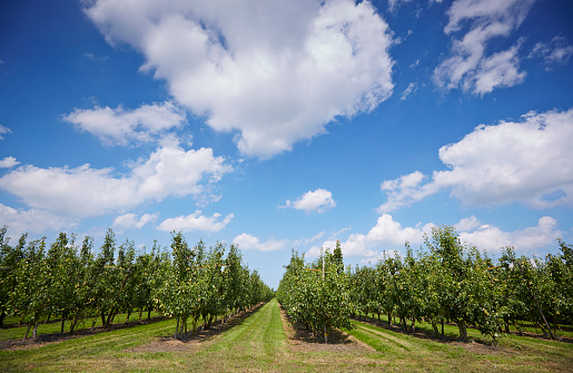 A pear orchard under a light blue sky with some clouds in it. The trees are growing.