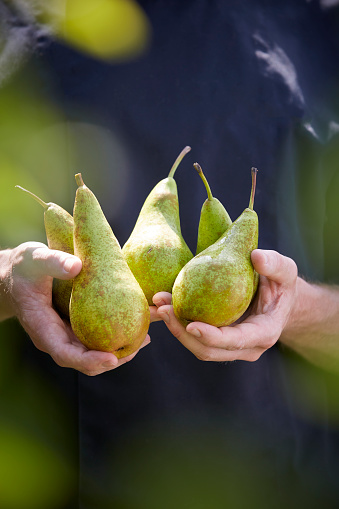 A farmer holding five pears in his hands.