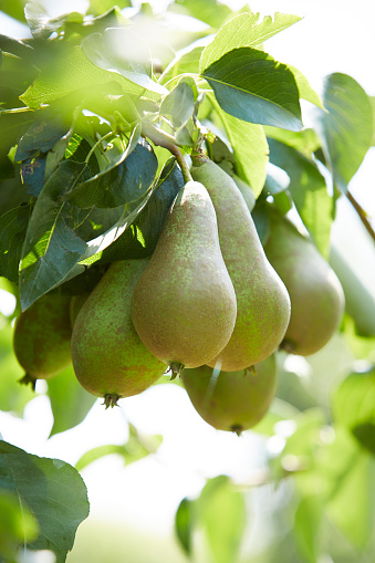 Bunch of pears on a branch of a pear tree. The sun is shining through the leaves.