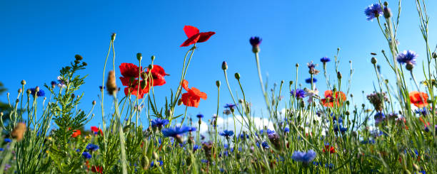 istock Natural flower meadows landscape 1254973256