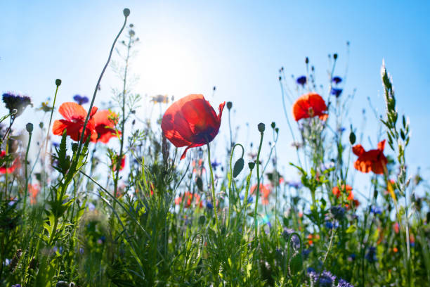 natürliche blumenwiesen landschaft - landscape nature poppy field stock-fotos und bilder