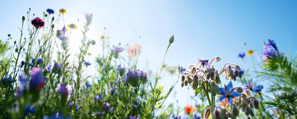 자연 꽃 초원 풍경 - environmental conservation herb meadow sky 뉴스 사진 이미지