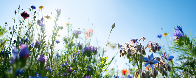 Colorful natural flower meadows landscape with blue sky in summer. Habitat for insects, wildflowers and wild herbs on a flower field. Background panorama with short depth of focus and space for text.