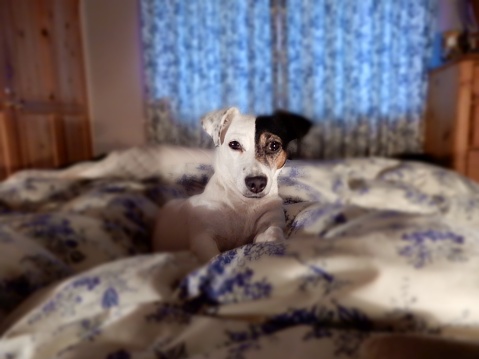 Jack Russell using bed early morning