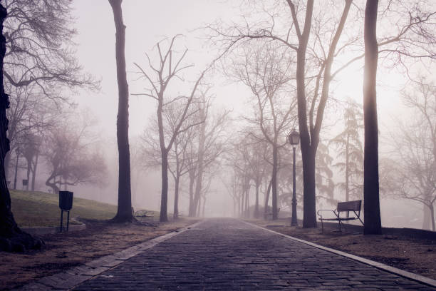 istock Mysterious park with dense fog 1254974085