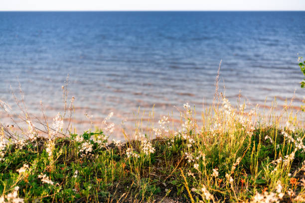 A sharp lake shore overgrown with grass and bushes